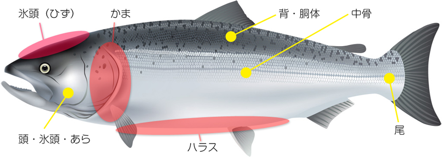 鮭の部位解説図
